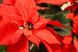 Once the top inch of the soil is dry, it's time to provide the plant with some more water. How Do You Take Care Of A Potted Poinsettia Indoors Gardening Channel