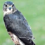 Fabulous Falcons