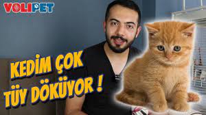kedi tuy dokulmesi nasil engellenir kedim tuy dokuyor youtube