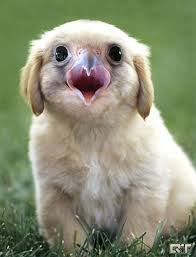Labracondor Animal Mashups Photoshopped Animals Fake Animals