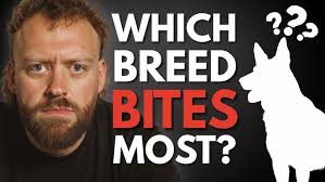 Amber Cottle Canine Training Bio