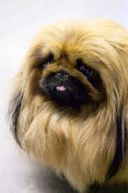 15 miniature dog breeds that are just too cute dog breeds small dog breeds pekingese
