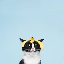 The Cheet Iz Bananas Cute Animals Cute Cats Cats And Kittens