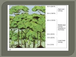 Maybe you would like to learn more about one of these? Abundant Habitats And Niches Canopy Emergents Highest Trees Ft Tall No Branches At Low Levels Buttresses Umbrella Shaped Ppt Download
