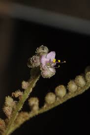 Image result for Floscopa leiothyrsa