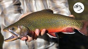 Check spelling or type a new query. Patagonia Fly Fishing For Brook Trout Argentina Youtube