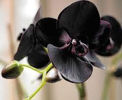 Check spelling or type a new query. Pin By Karen Lobe On Flowers Orchid Flower Phalaenopsis Orchid Types Of Orchids