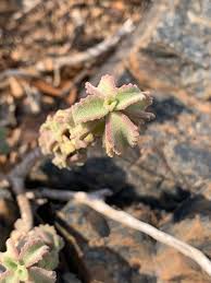 Image result for Coleus cylindraceus
