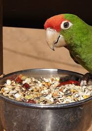 We did not find results for: What Do Parrots Eat All About Parrot Food Diet Psittacology