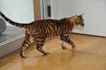 Toyger Cats For Sale | Urban Exotic Cats | Cat Breeders CA