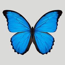 Blue Morpho Butterfly Trowbridge Gallery Blue Butterfly Gallery Morpho Trowbridge Blue Butterfly Wallpaper Blue Morpho Butterfly Butterfly Painting