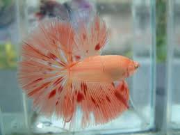 Common Betta Fish Diseases Betta Betta Fish Fish