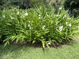Image result for Hedychium