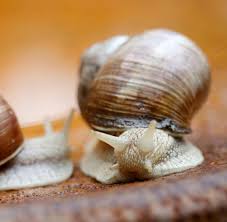 Leider habe ich im garten unmengen an nacktschnecken, die sich bei mir nicht. Sommerplage Gegen Nacktschnecken Hilft Mechanischer Mord Welt