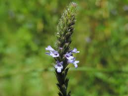 Image result for Verbenaceae
