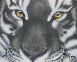 White And Black Tiger By Darren Robinson Tiger Painting Black Tigers Animal Art