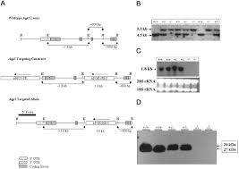 Maybe you would like to learn more about one of these? Salivary Acinar Cells From Aquaporin 5 Deficient Mice Have Decreased Membrane Water Permeability And Altered Cell Volume Regulation Journal Of Biological Chemistry