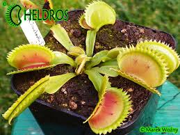 It is utilized in schools and colleges to measure overall academic performance of a student. Vft Dionaea Uk Sawtooth 1 Sharply