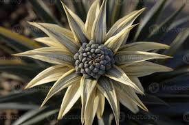 Image result for Macledium zeyheri