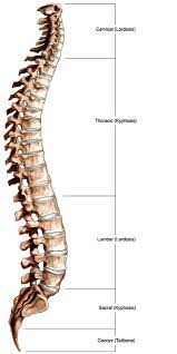 Each bone is a complex living organ that is made up of many cells, protein fibers, and minerals. Spinal Anatomy Vertebral Column