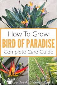 Bird Of Paradise Propagation From Leaf Pin On Flower Gardening