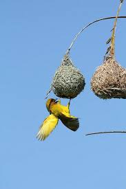 Birds Of South Africa Images Pin On Birds Of Africa