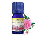 Rose Otto Extra 5% Organic Essential Oil 5mL Divine Essence