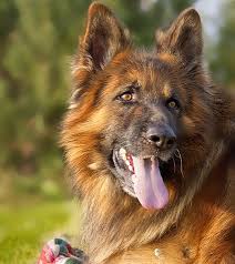 Longcoat german shepherd breederlongcoat german shepherd puppies,imported german showlines,extensive health testing,hip/health guarantee. Long Haired German Shepherds 12 Fast Facts And Info