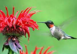 Plant it in the middle of the garden or at the back of a border. Gardening Q A Flowers To Attract Hummingbirds To Your Garden Pittsburgh Post Gazette