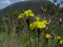 Image result for Xyridaceae