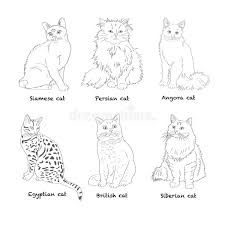 Set Cat Breed Favorite Pet Sketch Vector Stock Vector Illustration Of Purr Sociable 76248585 The simple guide to drawing realistic cat eyes. set cat breed favorite pet sketch