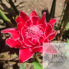 Image result for Etlingera