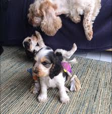 Labradoodle labrador retriever/poodle mixed dog breed information, including pictures, characteristics, and facts. Clumber Spaniel Puppies For Sale Pittsburgh Pa 225330