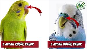Muhabbet Kusu Neden Korkar Muhabbet Kusum Benden Korkuyor Youtube
