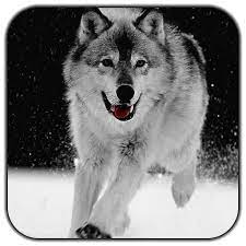 و شاهد أيضاً صور ذيب حلوة 10 خلفيات ذيب مميزة. Wolf Live Wallpaper Ø§Ù„ØªØ·Ø¨ÙŠÙ‚Ø§Øª Ø¹Ù„Ù‰ Google Play