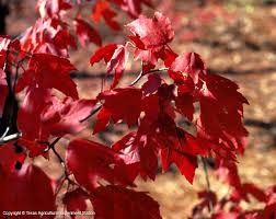 Some of the leaves are. Texas Native Plants Database