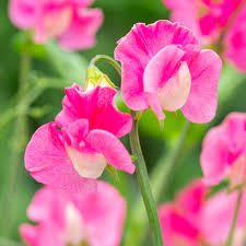 Image result for Lathyrus