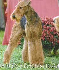Airedales from large working lines. Lynaire Airedales Lynaire Kennels