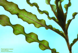 Image result for Potamogeton crispus