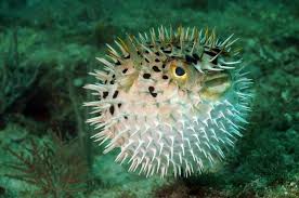 The World S 15 Scariest Fish Blowfish Or Puffer Fish In Ocean Peixes Desenhos