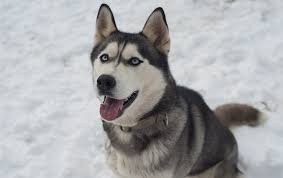 Ask questions and learn about siberian huskies at before buying a puppy it is important to understand the associated costs of owning a dog. Siberian Husky Price Discover This Canine S Cost My Dog S Name