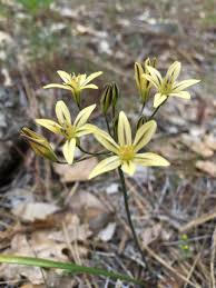 Image result for Trilepisium