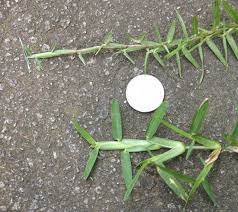 Centipede Top Vs St Augustine Bottom Centipede Grass Grass Care St Augustine Grass