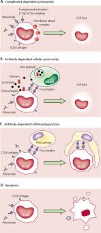Lessons For Rituximab Therapy In Patients With Rheumatoid Arthritis The Lancet Rheumatology