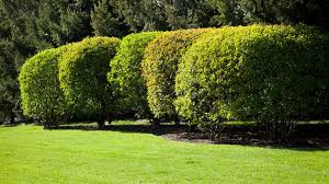 Arborvitae, heavenly bamboo, juniper, yew, and many others. 10 Ways To Use Shrubs In Your Landscape