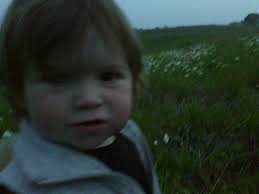 daisy fields, fading light