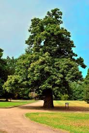 Willis orchard company has deciduous nut bearing chestnut trees for sale that require a partner tree for pollination in your orchard. Tips Information About Chestnut Trees Gardening Know How