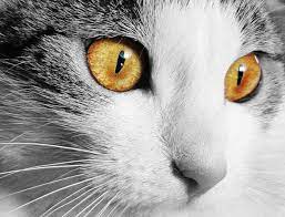 Environ 20 ans.les plus vieux chats du monde:creme puff 38 ans et granpa 34 ans! Combien Temps Vit Un Chat Esperance De Vie Moyenne Eurochats Com
