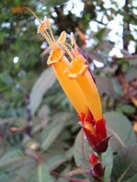 Image result for Sanchezia parvibracteata