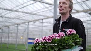 We did not find results for: Regal Pelargonium Walking Plants In A Colourful Greenhouse Youtube